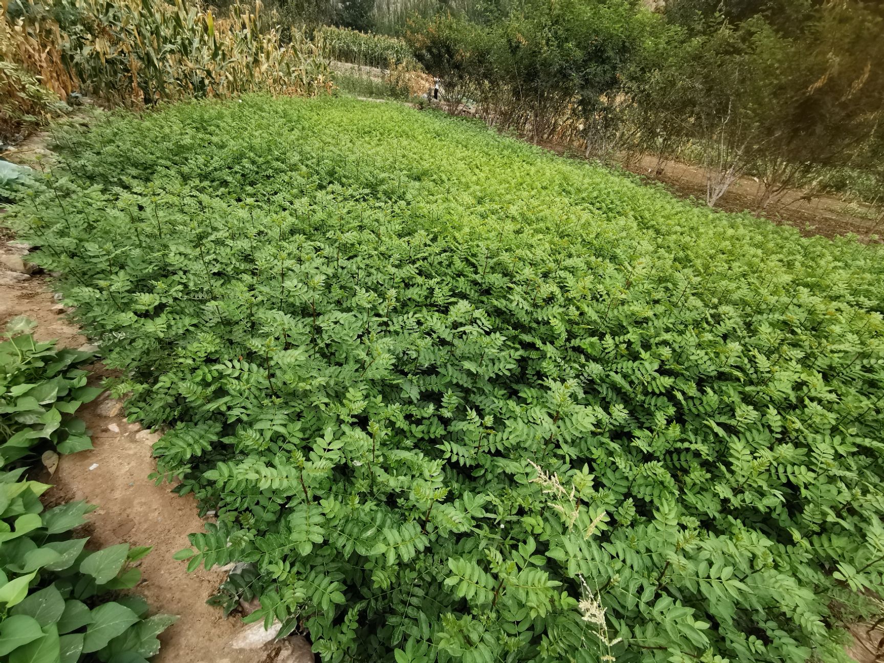 陇南 武都 花椒籽  花椒种子 无刺嫁接砧木种子提供嫁接技术