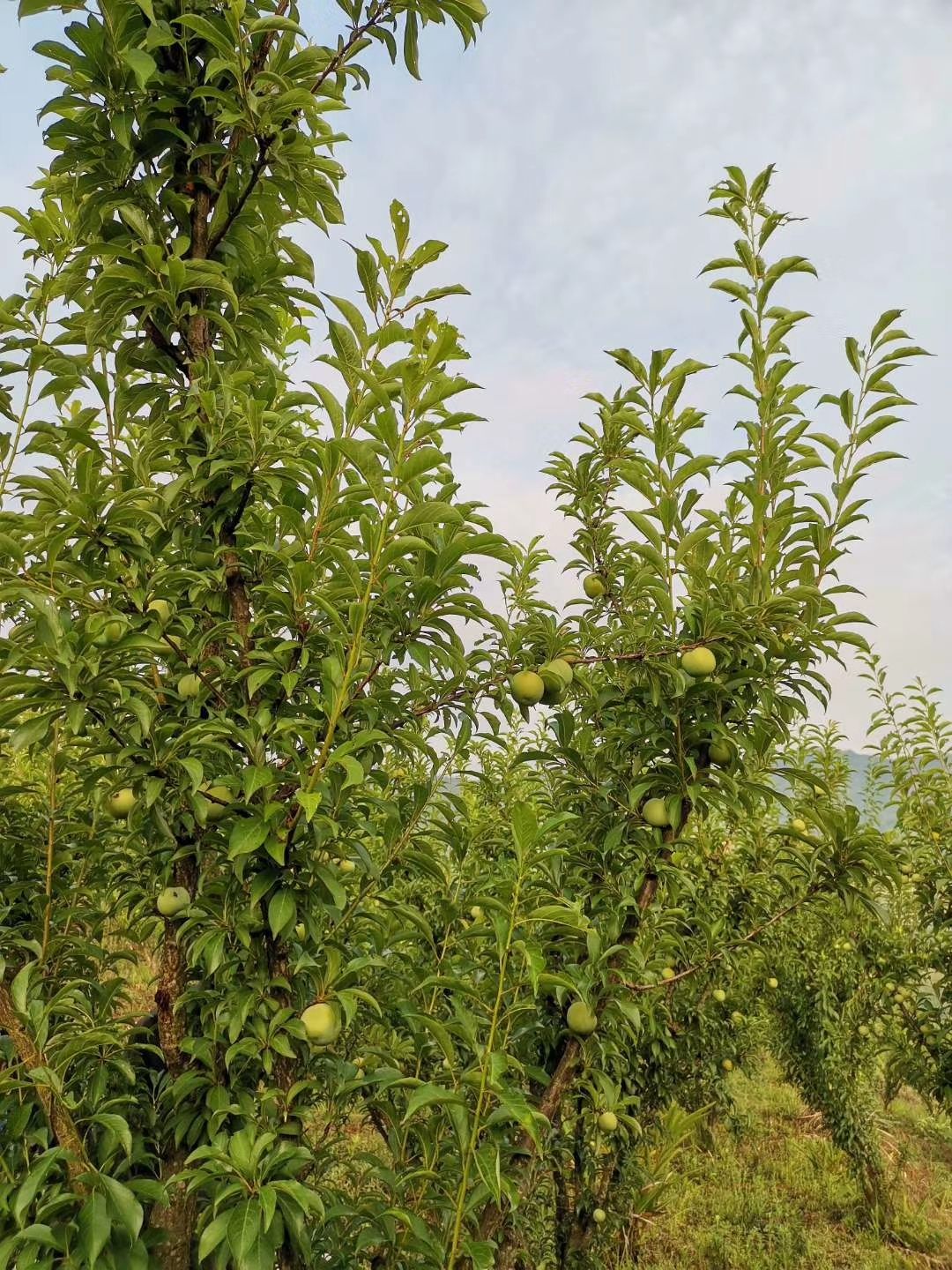  四月李，商家保证，剂，天然，个大味甜。
