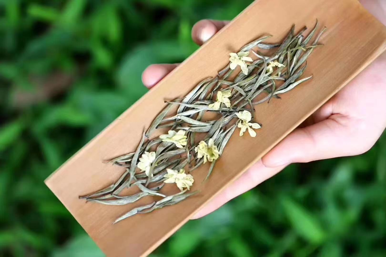茉莉花茶 茉莉银针王