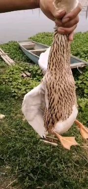 池州 绍兴白颈鸭