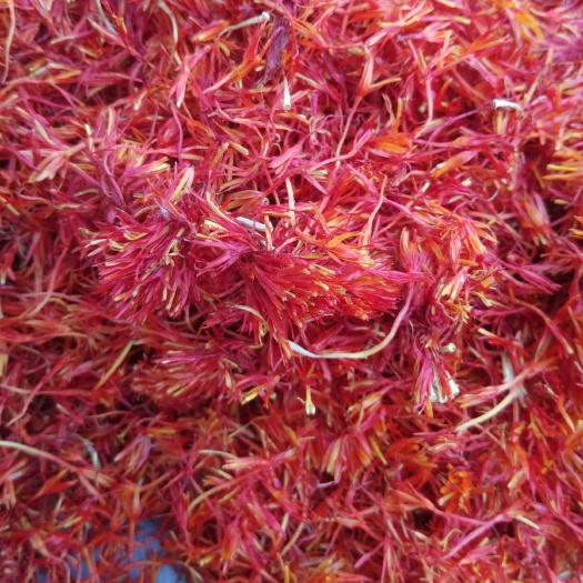 鄄城县山东红花