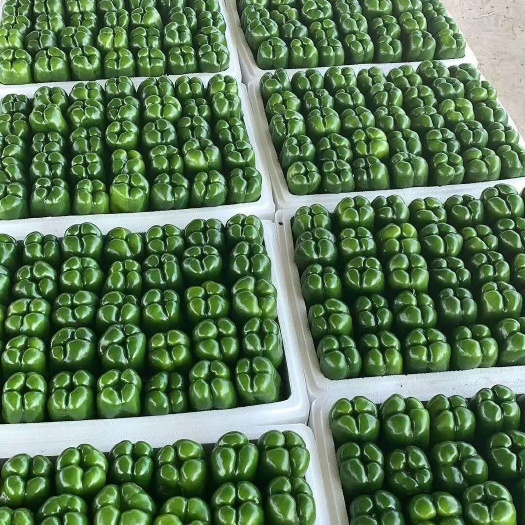 呼和浩特 大量园椒要上市了，有收购的老板从速啦