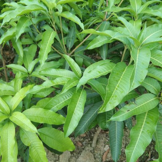 灵山县四季芒果苗  可打土发货，