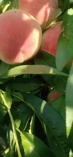 春美桃 山西运成桃杏大量上市有需要老板果商前来丁货