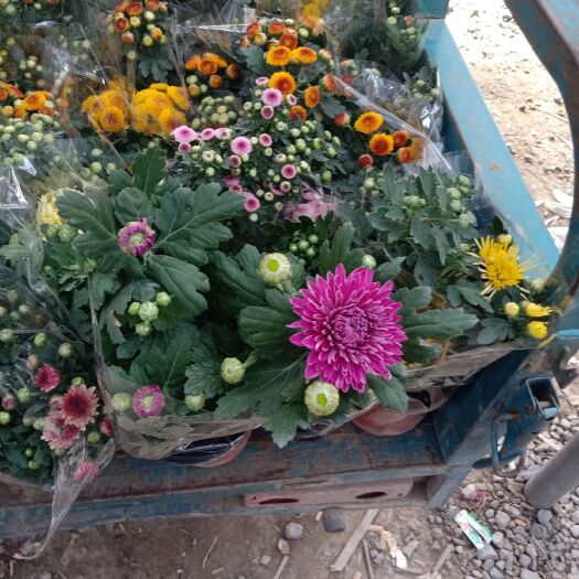青州市 常年供应各种草花苗木，各种菊花