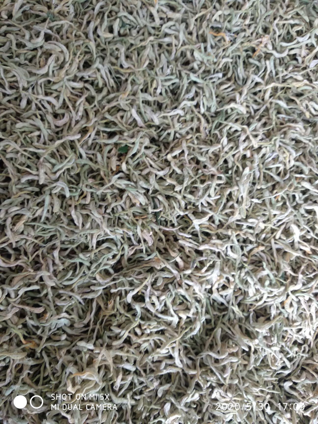 浮山县 金银花一级货