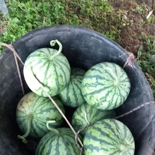 宁波8424西瓜 5斤打底 9成熟 1茬