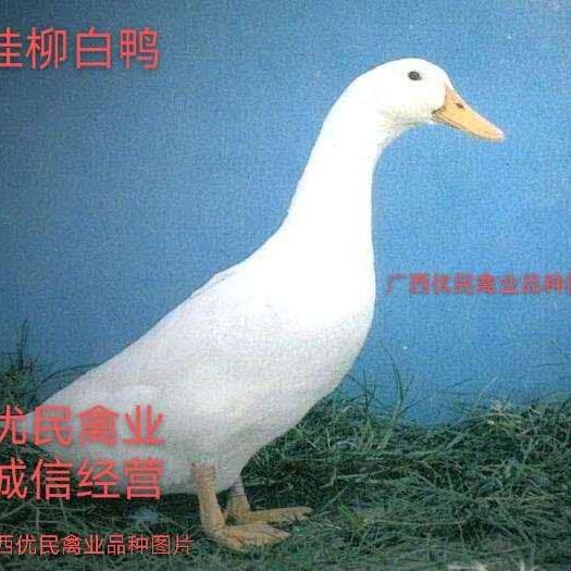 南宁樱桃谷鸭苗  鸭苗桂柳白鸭苗肉鸭苗