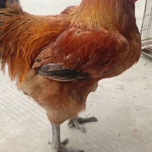 南宁青脚麻鸡苗 快大型青脚麻鸡