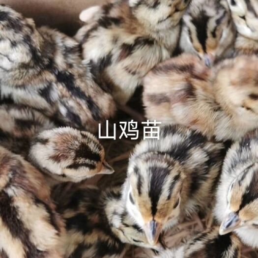 南宁山鸡苗 统货