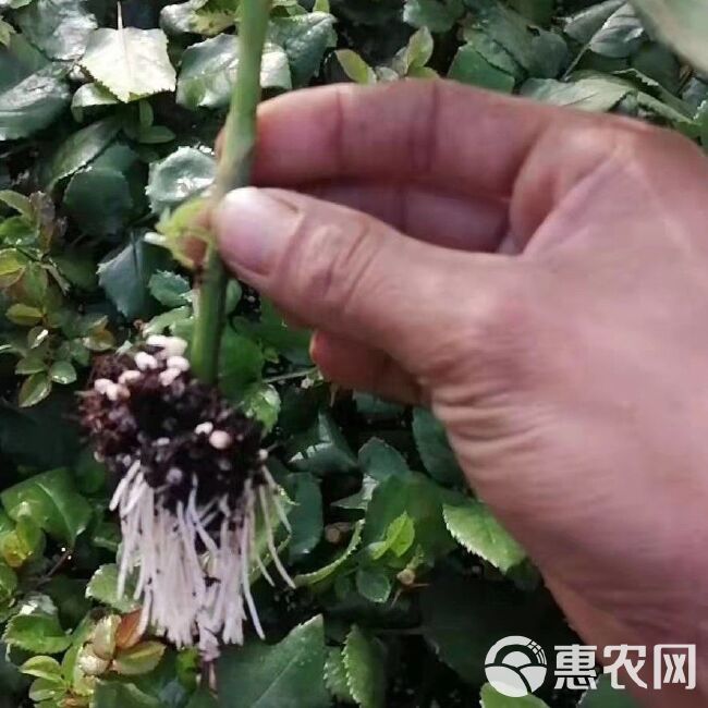 苦水玫瑰 月季裸根小苗，品种优越，质量保证