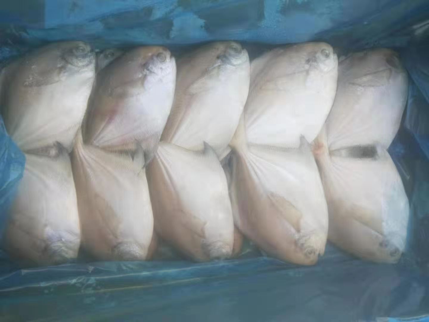 冷冻海鱼 电商**排列冷冻东海银鲳鱼