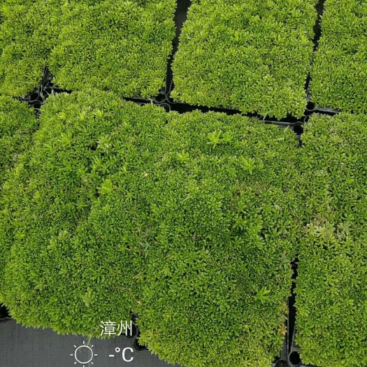 漳州 佛甲草屋顶绿化苗平方面带盆种好可专车物流盆栽指甲草草坪四季