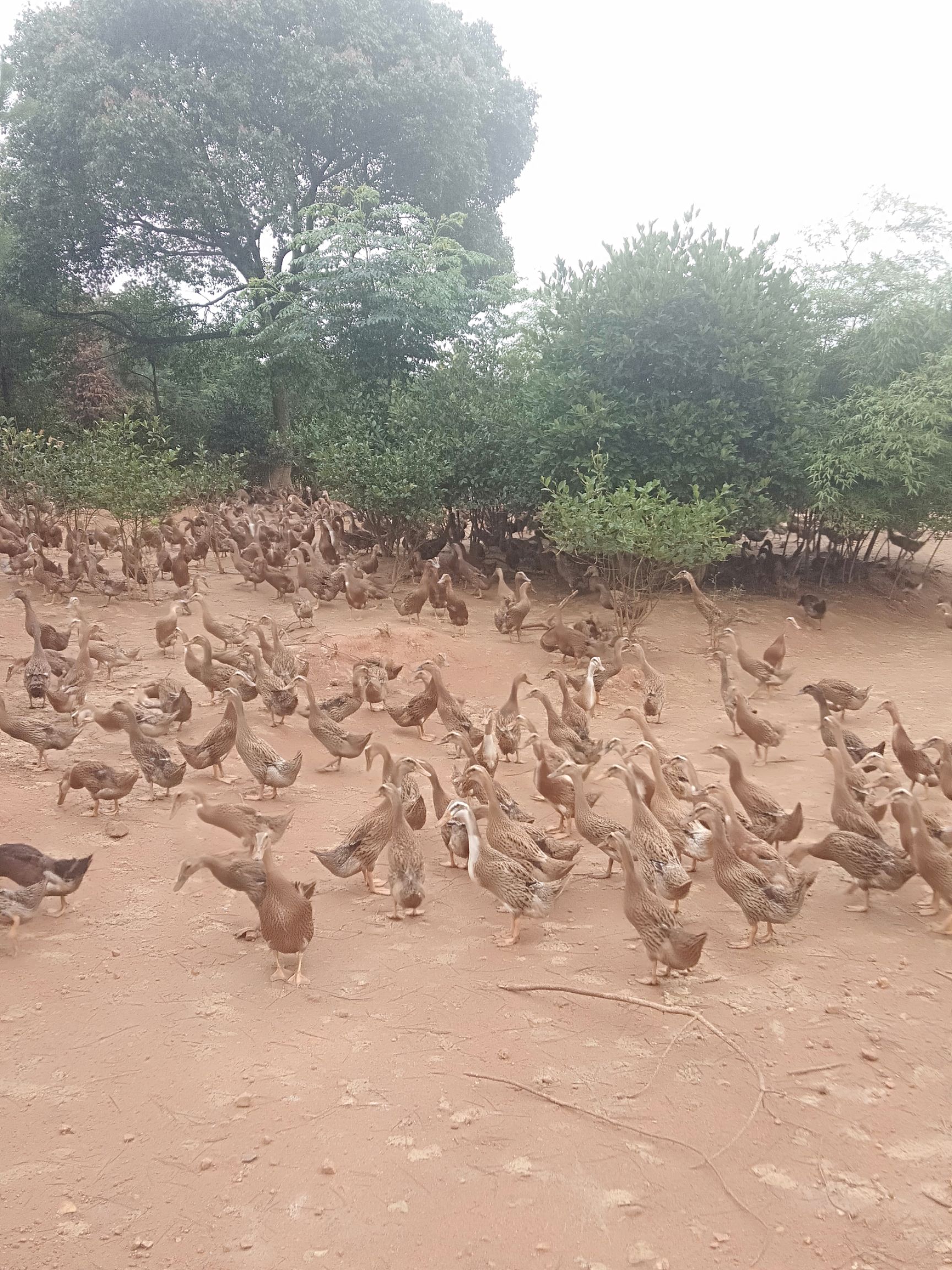  鸭，青壳四号蛋鸭