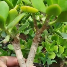沭阳县玉树盆栽 玉树5年苗花卉绿植盆栽基地直发优惠批发