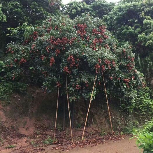 南宁 新棠黑叶荔枝批发零售