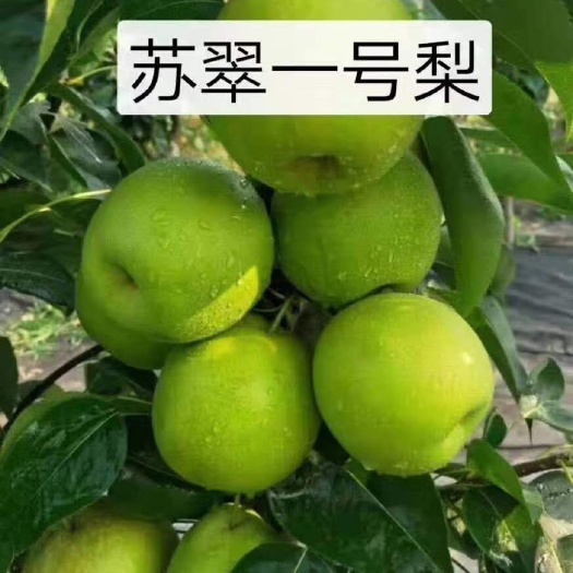 砀山县精品酥脆。一号梨大量上市。质量好，价格低，货源充足，质量保证
