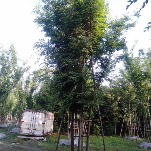 都江堰市红榉  丛生榉树长期供应