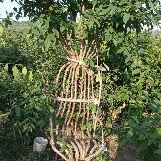 沂源县流苏树