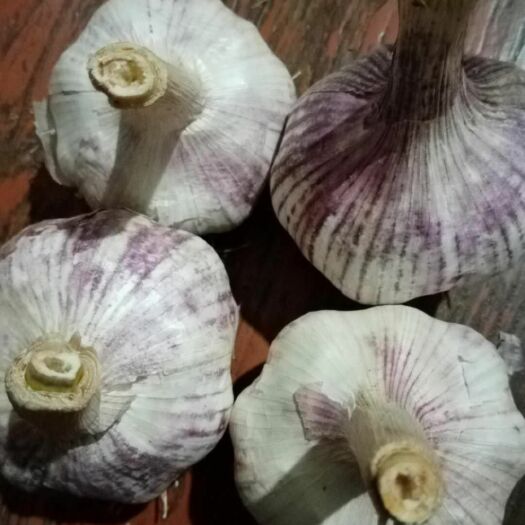 大名县 河北大名紫皮大蒜供应