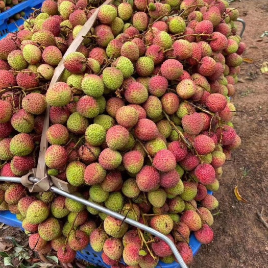 阳西县 当季热品！妃子笑荔枝