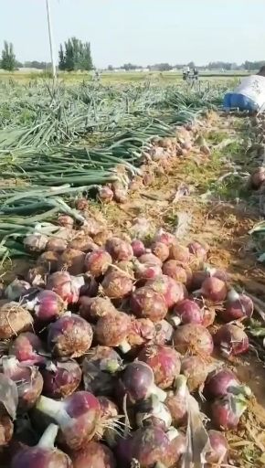 红皮洋葱 80以上，有需要的老板抓紧啦！