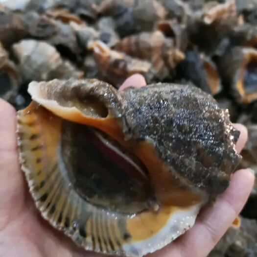 唐山薄皮海螺