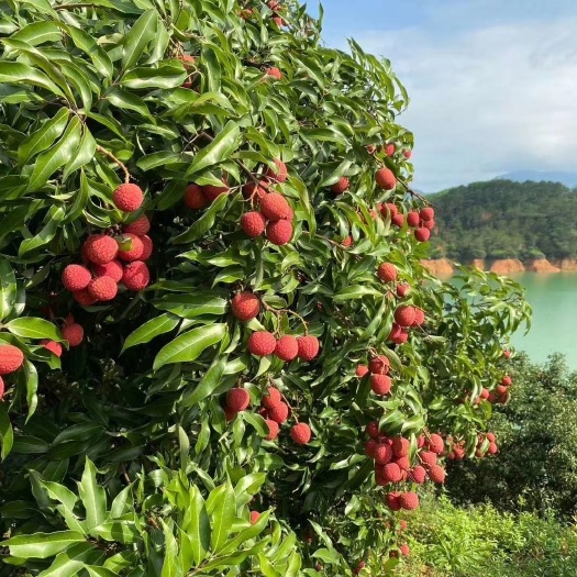 高州市 广东茂名高州白糖罂荔枝 新鲜现采现发包邮
