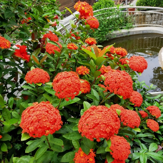 德庆县 龙船花基地直销