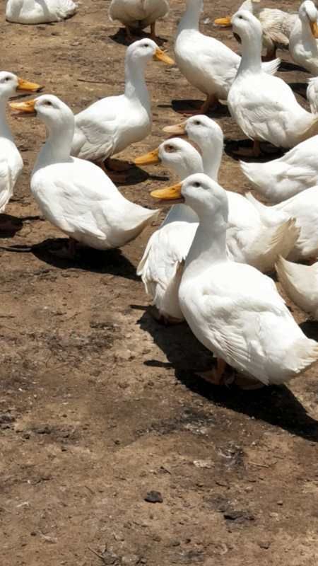 茂名樱桃谷鸭  白鸭1000个平均6–7斤左右50天