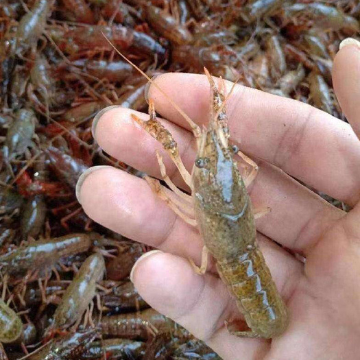监利市 优质淡水小龙虾苗支持货到付款保证成活湖北监利直发