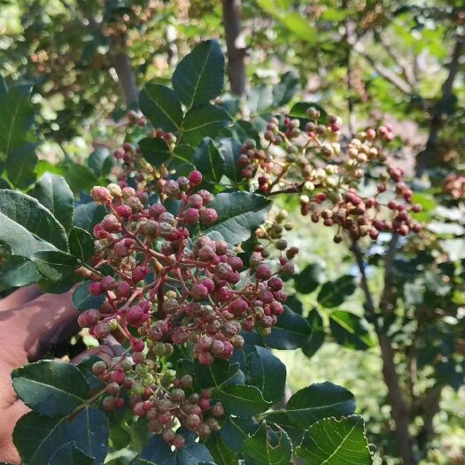 会东县无刺花椒苗