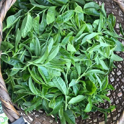永德县 云南绿茶古树茶批发好货源