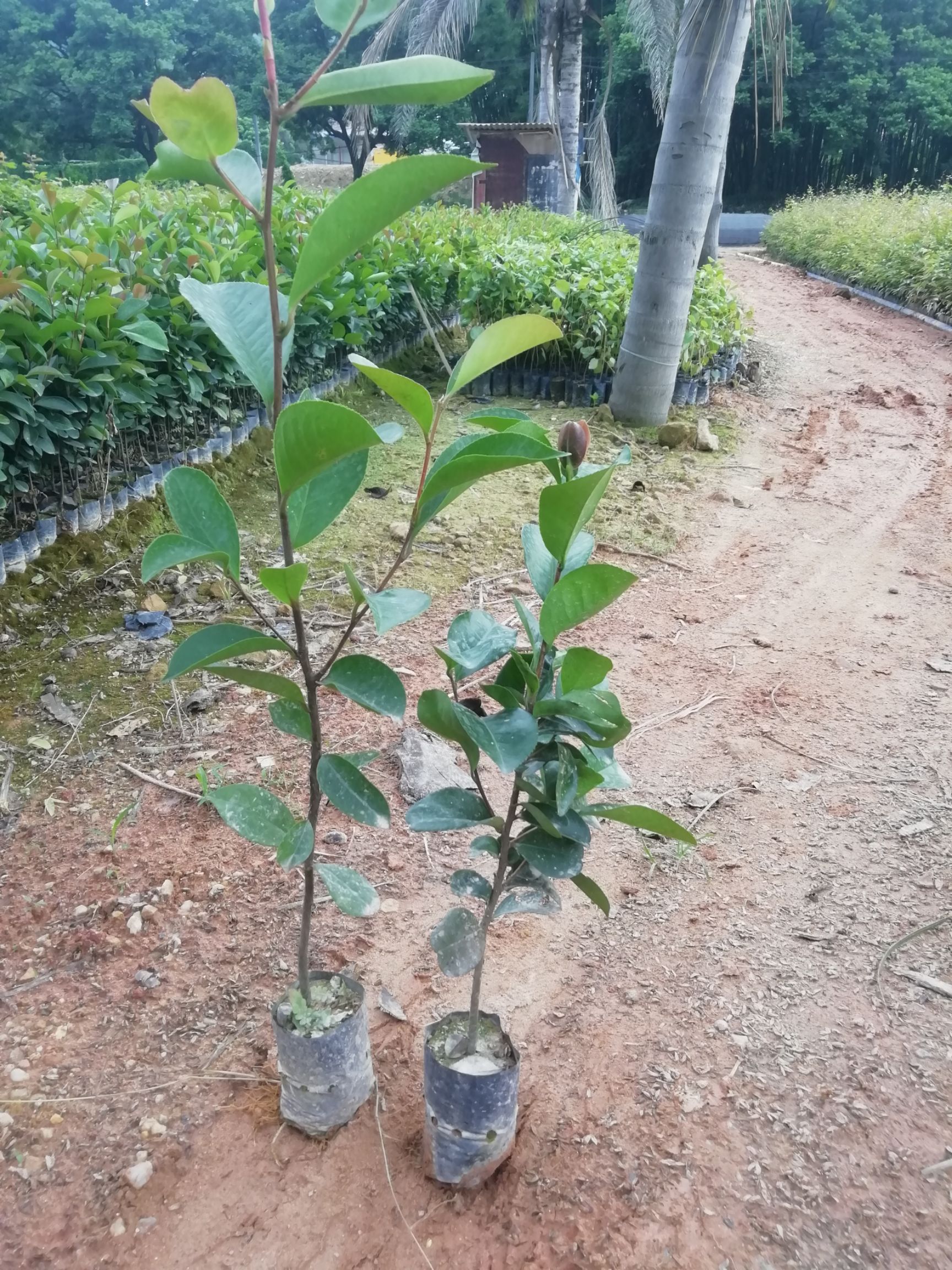 油茶苗 油茶树