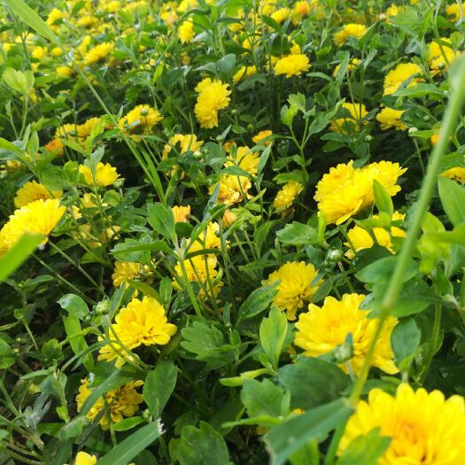 通许县 小雏菊，