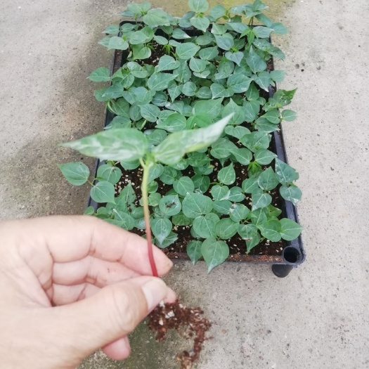 大腹木棉苗 优质室外绿化苗木批发