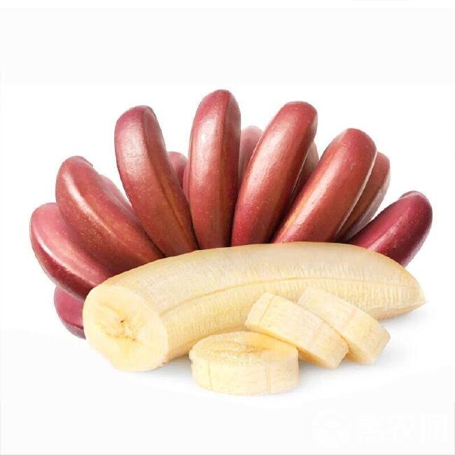 福建红香蕉/苹果蕉/双拼