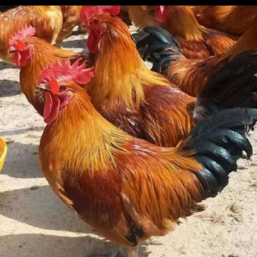 农村土鸡，介意个人买来吃