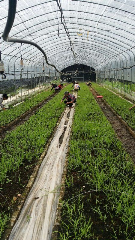 白芨果夹 白芨种子 高出芽 基地直销