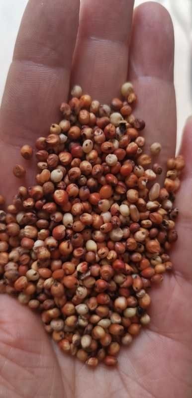 中牟县红高粱 颗粒饱满，干净无杂质