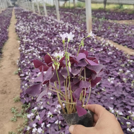 青州市紫叶酢浆草 精品醡浆草大量现货供应，欢迎咨询选购