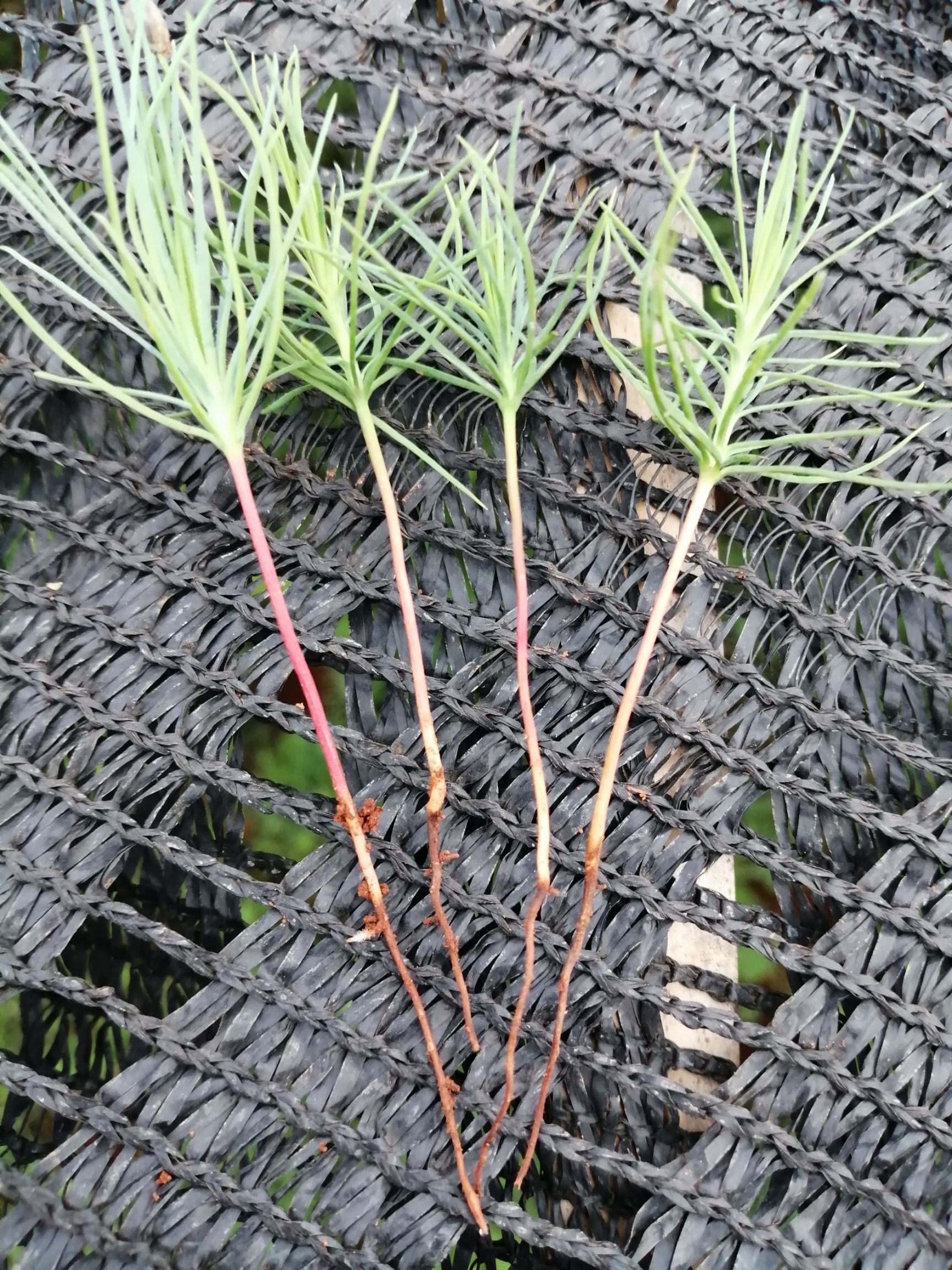 马尾松  云南省曲靖市师宗县常年出售各种规格的造林苗，绿化树，风景树，