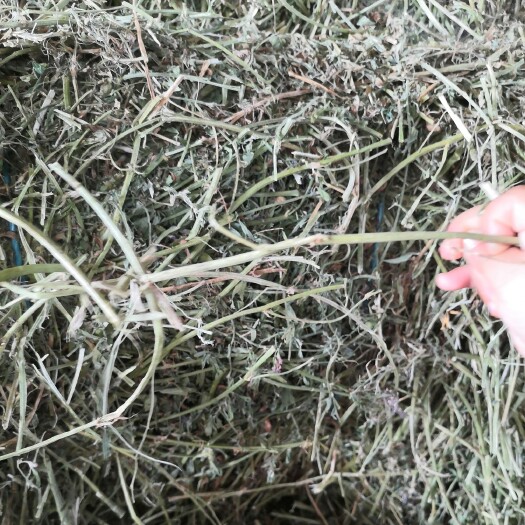 滨州紫花苜蓿