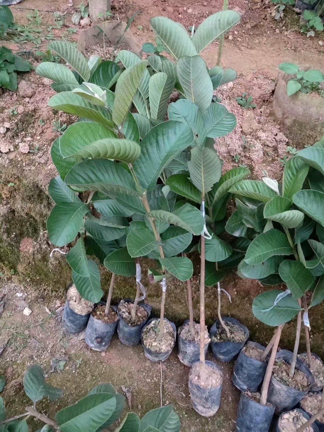 胭脂红番石榴苗   红心芭乐番石榴苗 红宝石四季番石榴苗 当年结果2年苗 包邮
