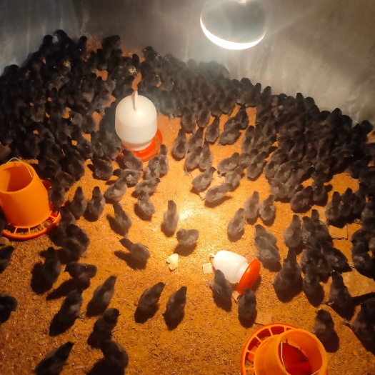 中方县 常年供应纯乌骨脱温鸡苗