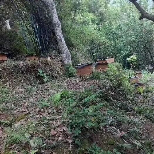 广州 自养蜂蜜