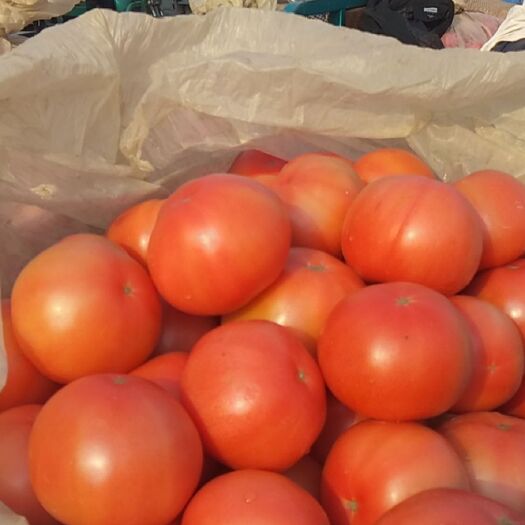 硬粉西红柿  西红柿 产地直供 质量保证