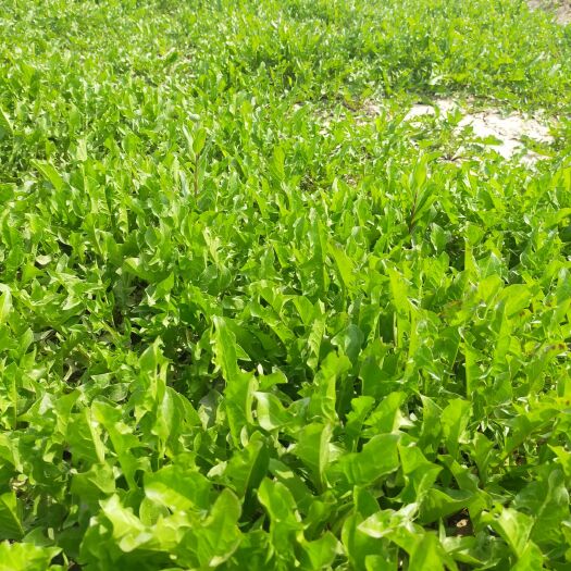 濮阳蒲公英菜