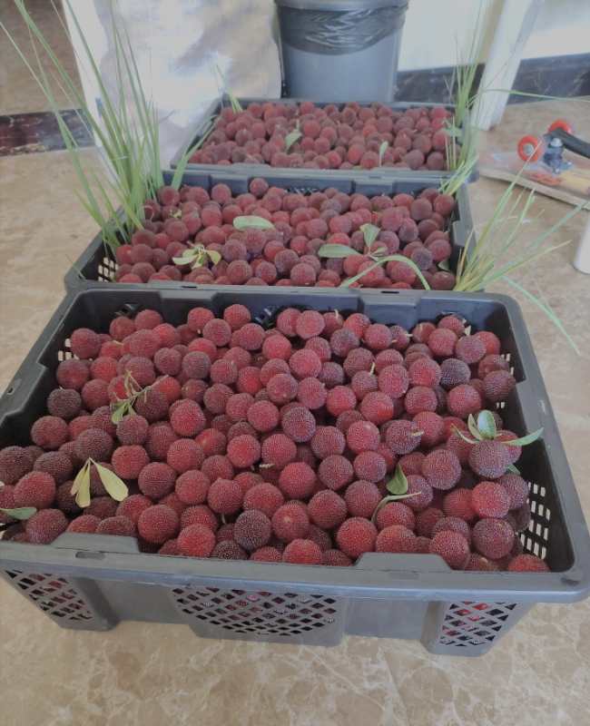 仙居杨梅 仙居黑炭梅