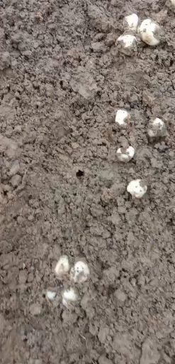 利川市 贝母